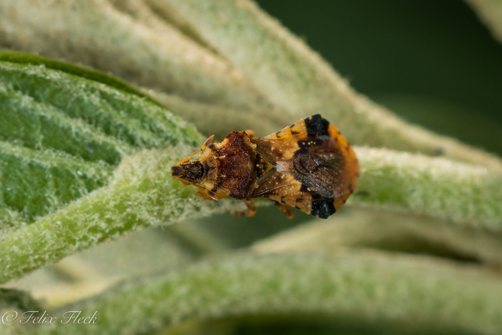 Phymata severini