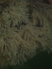 Crisularia turrita