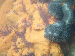 Styelidae