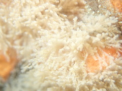 Crisularia turrita