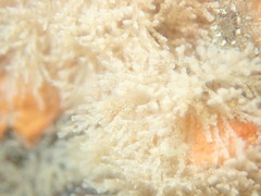 Crisularia turrita