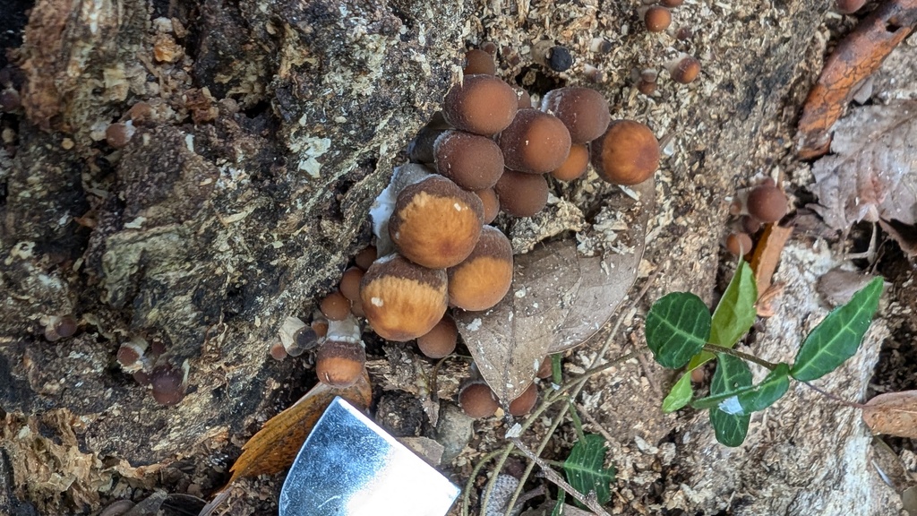 Psathyrella piluliformis · November 2024 · photo: © atsushi_nakajima_cirque (iNaturalist, cc-by)