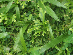 Selaginella repanda