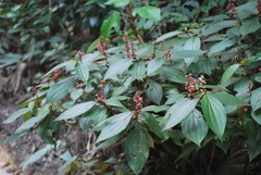 Miconia nervosa