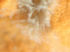 Crisularia turrita