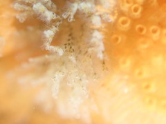 Crisularia turrita