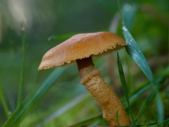 Cystoderma muscicola