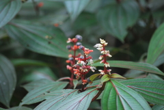 Miconia nervosa