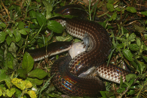 Xenopeltis unicolor
