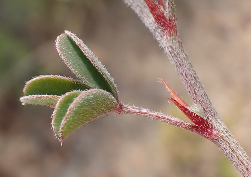 Indigofera marlothii MS (Indigofera sp)