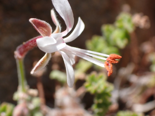 Image of Cauliflower Storksbill (Pelargonium alternans) by (c) Nicola van Berkel, some rights reserved (CC BY-SA)