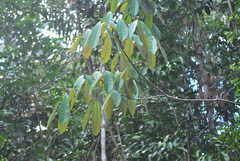 Hevea guianensis