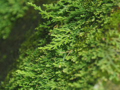 Selaginella repanda