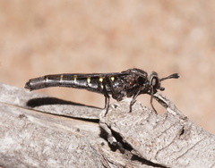 Mydidae