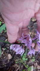 Dactylorhiza saccifera
