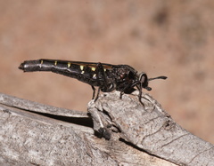 Mydidae