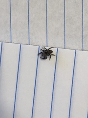 Salticinae