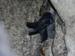 Aerodramus maximus