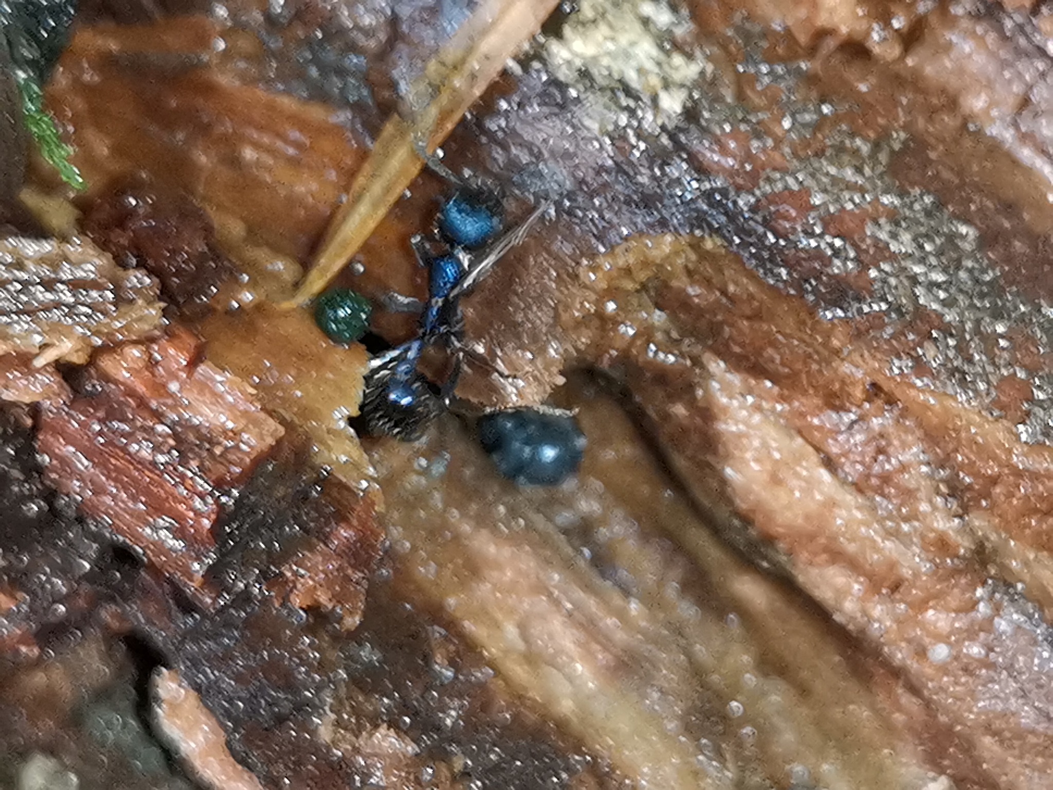 Myrmica shanyii