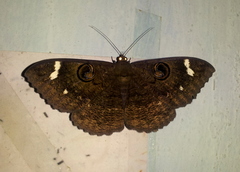 Erebus hieroglyphica