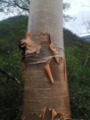 Cochlospermum tetraporum