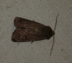 Hoplodrina octogenaria