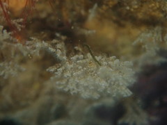 Crisularia turrita