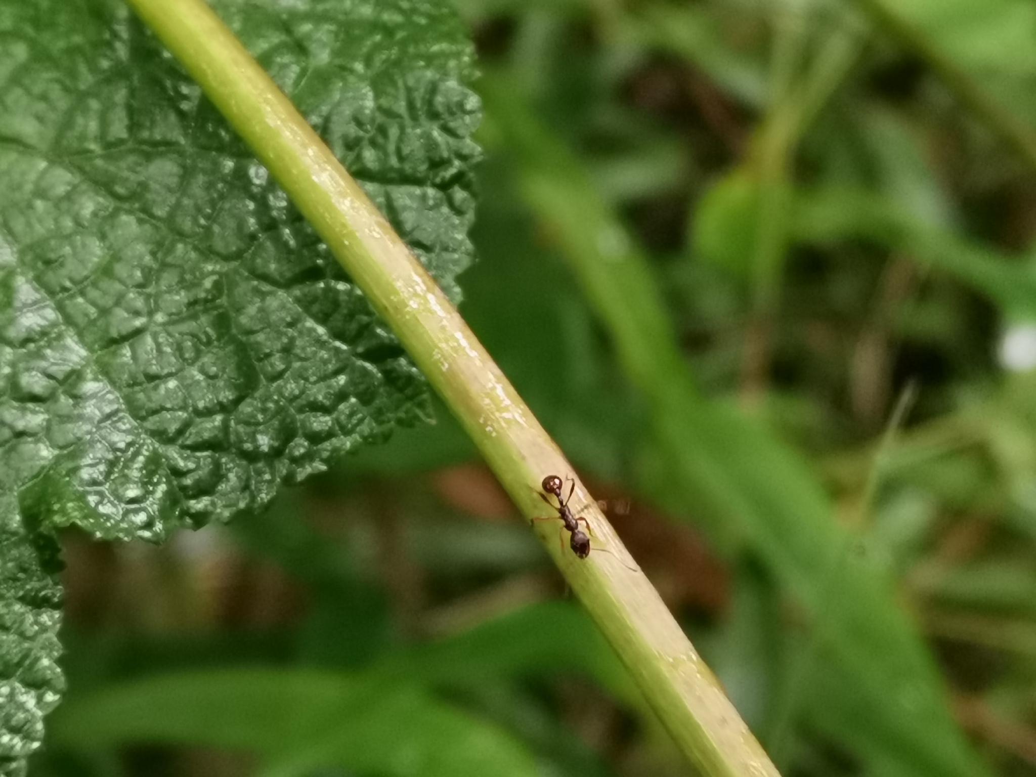 Myrmica yani