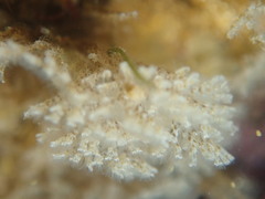 Crisularia turrita
