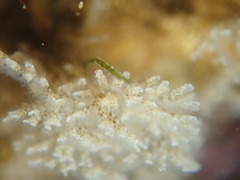 Crisularia turrita