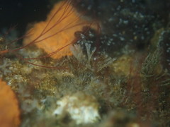 Crisularia turrita