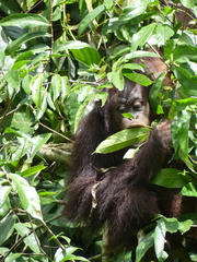 Pongo pygmaeus