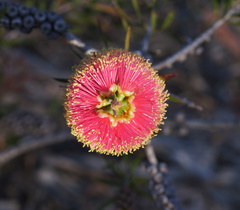 Melaleuca wimmerensis