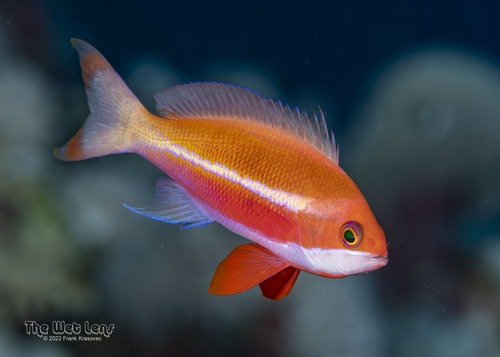 Red Sea Anthias — seen at this dive site