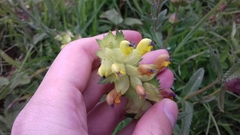 Rhinanthus alectorolophus