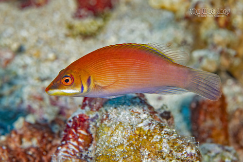 Pseudocheilinus evanidus Jordan & Evermann, 1903