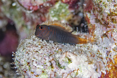Chestnut Blenny photo 3