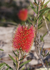Melaleuca wimmerensis