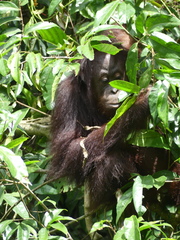 Pongo pygmaeus