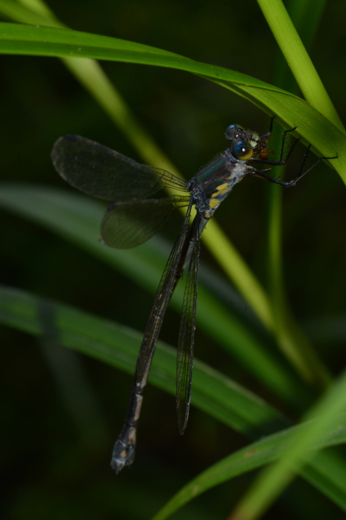 Amber-winged Spreadwing