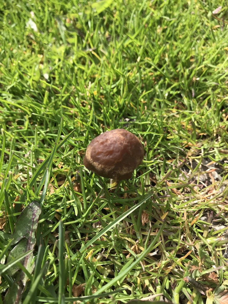 Panaeolus foenisecii · November 2024 · photo: © luisparravicini (iNaturalist, cc-by)