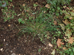 Carex divulsa divulsa