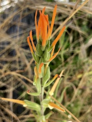 Castilleja minor stenantha