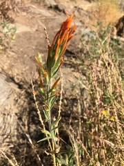 Castilleja minor stenantha