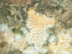 Cryptosula pallasiana