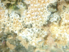 Cryptosula pallasiana