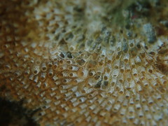 Cryptosula pallasiana