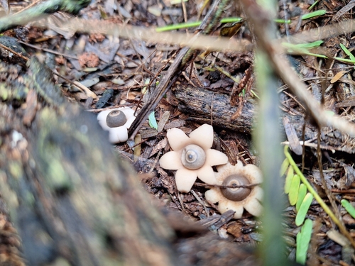 Geastrum