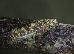 Ambon Rockskipper photo 1