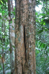 Geissospermum argenteum